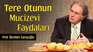 Tere Otunun Mucizevi Faydaları  Prof İbrahim Saraçoğlu [upl. by Mcmaster604]