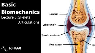 Biomechanics Lecture 3 Skeletal Articulations [upl. by Olivia]