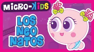 LOS NEONATOS  Microkids  Distroller [upl. by Ecinerev817]