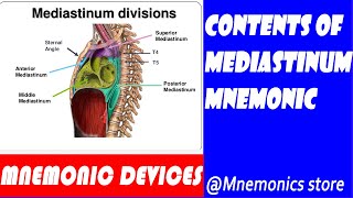 The contents of mediastinums and their mnemonics [upl. by Sirapal879]