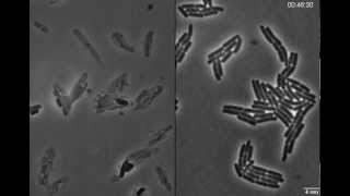 Bacteriophage lambda lysis and lysogeny [upl. by Meedan120]