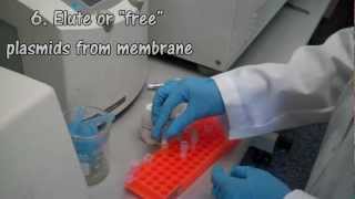 Plasmid DNA Extraction [upl. by Suzie]