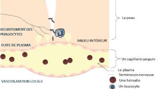 SVT  cours  La réaction inflammatoire [upl. by Jerome470]