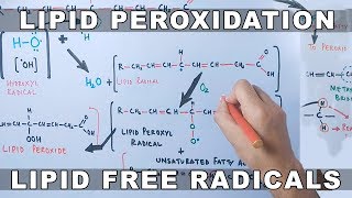 Mechanism of Lipid Peroxidation [upl. by Gatias347]