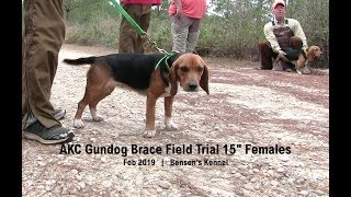 AKC Gundog Brace Field Trial 15quot Females  Feb 2019  Bensons Kennel [upl. by Aniara59]