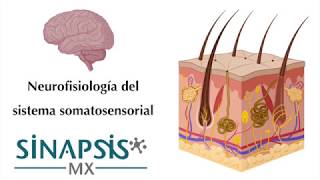 Sistema somatosensorial [upl. by Joli]