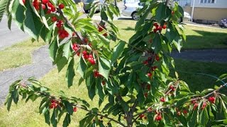 How to prune a Dwarf Cherry Tree [upl. by Massie]