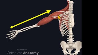 Osteopathy Treatment Techniques Treating the Shoulder [upl. by Alexandr]