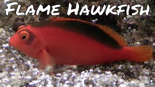 Flame Hawkfish [upl. by Hosfmann]