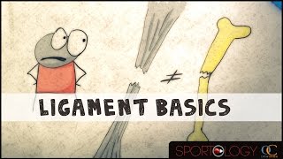 Ligament Basics  Science Explained [upl. by Nhar202]