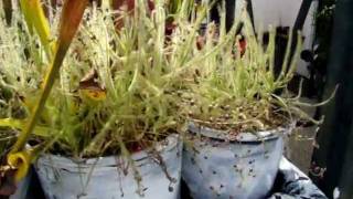 Drosera indica  The Indian Sundew Carnivorous Plant [upl. by Eirrehc]