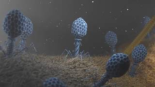 Bacteriophage T4 Virus  3D Animation [upl. by Mages]