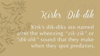 What Sound Does a Kirks Dikdik Make [upl. by Davis]