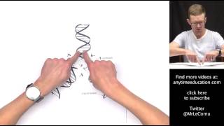 DNA Replication [upl. by Afas]