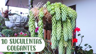 10 SUCULENTAS COLGANTES QUE DEBES TENER EN TU JARDÍN│Candy Bu [upl. by Resee]