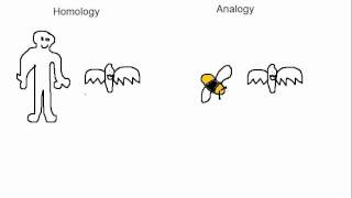 Biology Analogy vs Homology [upl. by Ygiaf]