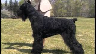 Giant Schnauzer  AKC Dog Breed Series [upl. by Nnailuj]