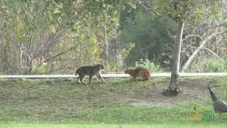 Wild bobcats in Irvine Regional Park [upl. by Boser]