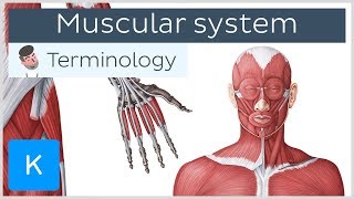 Muscular system  Anatomical terminology for healthcare professionals  Kenhub [upl. by Waldos]