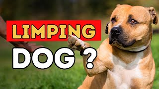 Why Is Your Dog Limping Natural Remedies to Help [upl. by Nivlek]