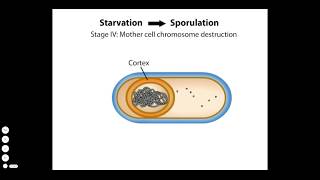 Endospore Formation [upl. by Buell]