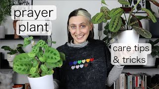 PRAYER PLANT CARE  Maranta Tips amp Tricks [upl. by Yma]