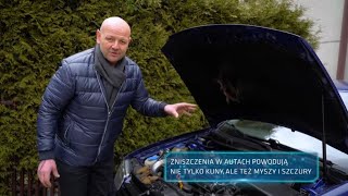 Zobacz jak zabezpieczyć auto przed gryzoniami 101Gadżetów [upl. by Onitnevuj]