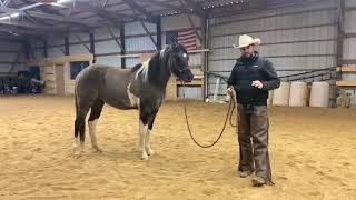 Farrier preparation on a green horse [upl. by Sherye]