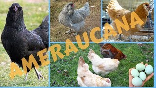 Ameraucana [upl. by Rayna]