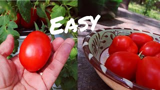 Easy Hydroponic Tomatoes [upl. by Adle]