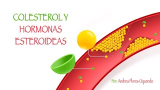 Colesterol amp Hormonas esteroides PROCESO DE SÍNTESIS [upl. by Elegna]