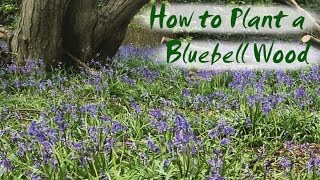 How to Plant Bluebells  Brimwood Farms New Bluebell Wood [upl. by Feinstein]