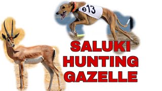 Saluki Hunting Gazelle dog racing [upl. by Jourdan453]