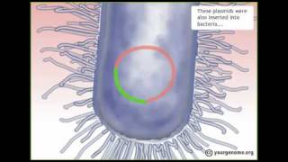 How the Human Genome was sequenced [upl. by Moffat]