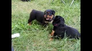 Rottweiler Puppies 4 weeks Playing [upl. by Isidoro]