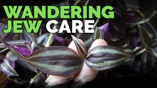 Wandering Jew Plant Care Growing Tradescantia Zebrina [upl. by Berti]