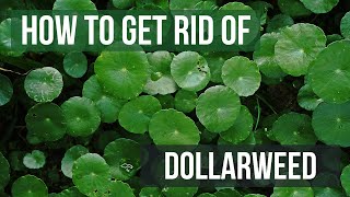 How to Get Rid of Dollarweed 4 Easy Steps [upl. by Idnyl882]