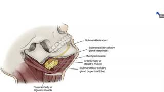 Submandibular and Sublingual Salivary Glands  Dr Ahmed Farid [upl. by Atrice]