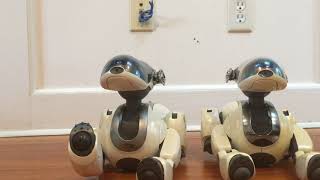 Prototype Sony Aibo ERS7 [upl. by Lavina432]