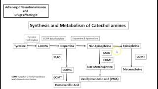 Sysnthesis and Metabolism of Catecholamines USMLE [upl. by Ardnak482]