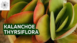 Todo sobre la suculenta Kalanchoe thyrsiflora [upl. by Iah673]