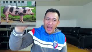 How to Start a Piggery Business Philippines in 2024 [upl. by Readus]