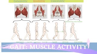 Gait Muscular Activity amp Action [upl. by Anirdna]