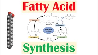 Fatty Acid Synthesis Pathway Overview Enzymes and Regulation [upl. by Iruyas]