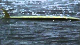 SCENE OF GREG BRADY SURFING HAWAII THIS WIPEOUT ALMOST KILLED HIM [upl. by Barrington]