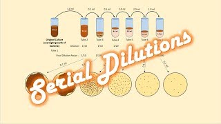 Serial Dilutions of a Bacterial Culture [upl. by Ardnait]