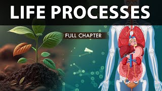 Life Processes Class 10 full Chapter Fully Animated  Class 10 Science Chapter 6  CBSE  NCERT [upl. by Puritan]