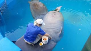 Manatee Feeding Time [upl. by Bern]