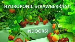 Indoor Hydroponic Strawberries Lots of Berries [upl. by Eniamreg]