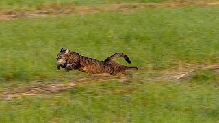 Running cat  slow motion 100fps [upl. by Aseyt]